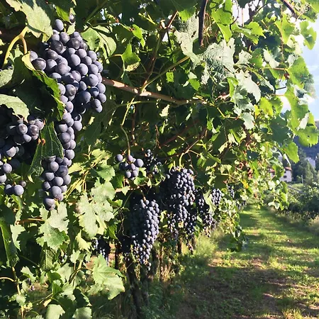 8 Grappoli Agritur * Trente