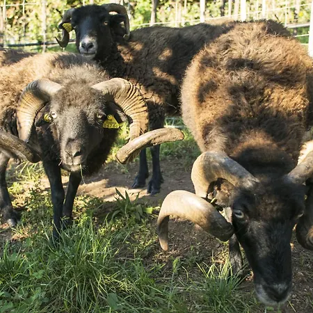 Κατάλυμα σε φάρμα 8 Grappoli Agritur