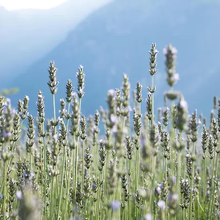 8 Grappoli Agritur Alojamento de Turismo Rural Trento