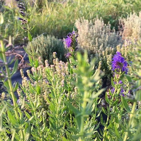 8 Grappoli Agritur * Trydent