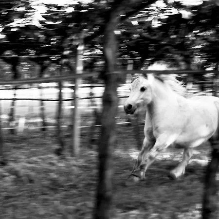 8 Grappoli Agritur Alloggio per agriturismo