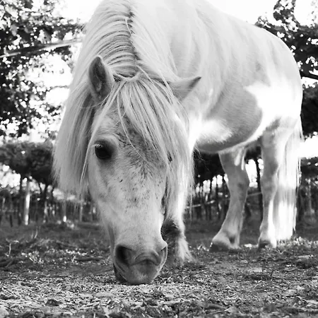 8 Grappoli Agritur * Trento