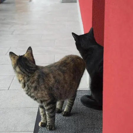 Gospodarstwo agroturystyczne 8 Grappoli Agritur *