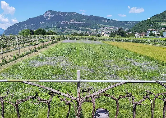 8 Grappoli Agritur Alloggio per agriturismo