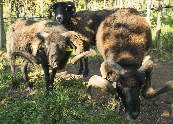 Alloggio per agriturismo 8 Grappoli Agritur