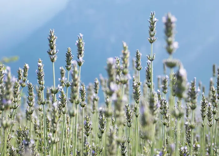 8 Grappoli Agritur Alloggio per agriturismo Trento