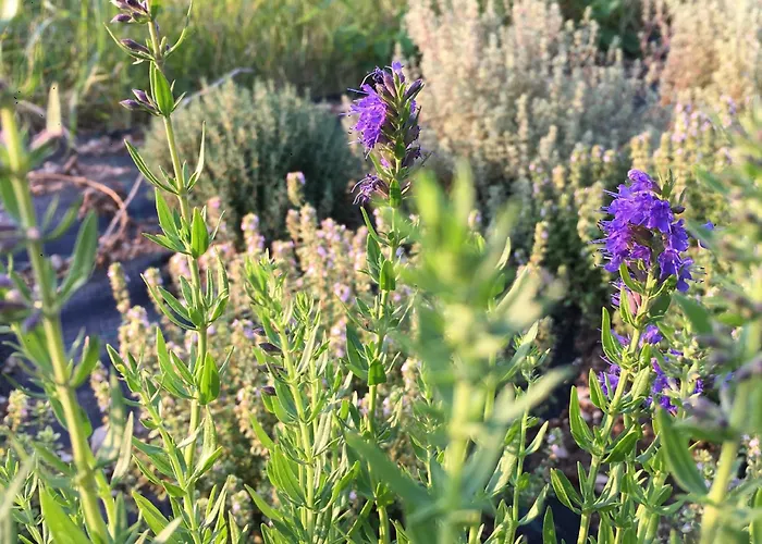 8 Grappoli Agritur * טרנטו