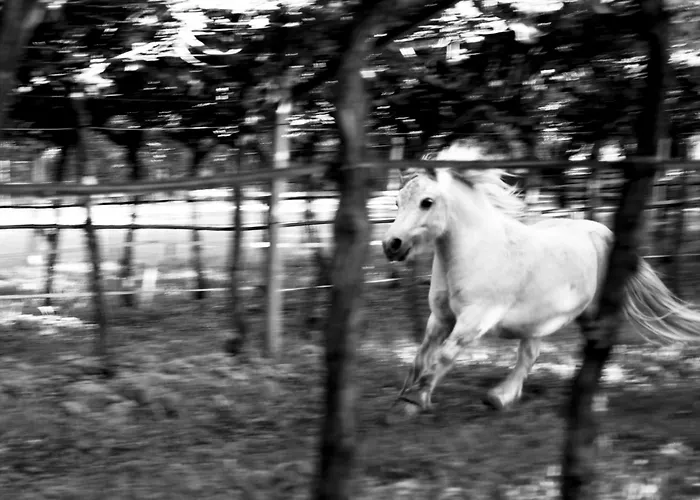 8 Grappoli Agritur בית חווה