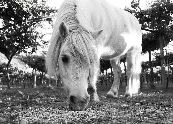 8 Grappoli Agritur * טרנטו